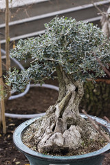 Bonsai with green leaves and cracked tribe.