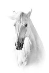 Fototapeta premium Biały koń z bliska portret na białym tle