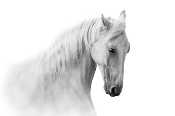 White horse close up portrait on white background - obrazy, fototapety, plakaty