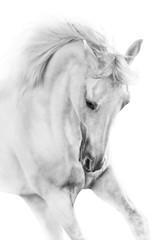 Fototapeta premium Biały koń z bliska w ruchu portret na białym tle
