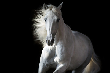 Fototapeta premium Biały koń portret w ruchu odizolowywającym na czerni