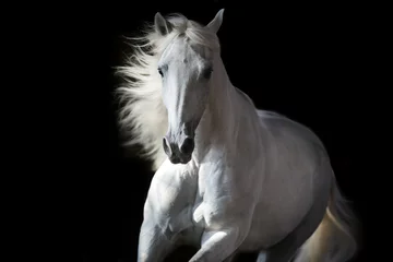 Schilderijen op glas White horse portrait in motion isolated on black © callipso88