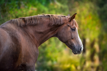Fototapeta premium Red hore portrait on autumn background