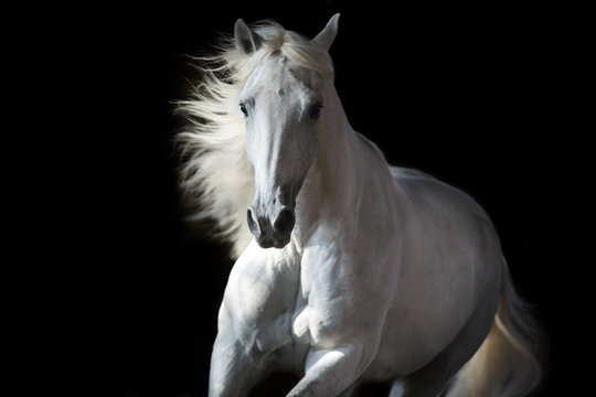 Fototapeta Białego konia portret w ruchu odizolowywającym na czerni