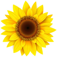 Naklejka premium Słonecznikowy kwiat odizolowywający