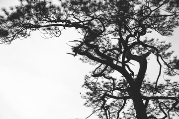 Natural background Pine black shadow. Right backdrop