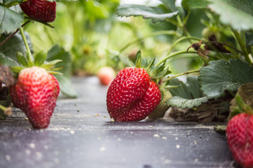 Natural strawberries in a fiend with plant ripe and ready to be picked