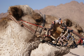 Profil wielbłąda na pustyni - Egipt - Sahara