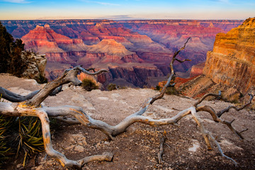 Grand canyon sunset landscape with dry tree foreground, USA