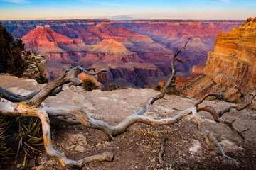 Poster Grand canyon sunset landscape with dry tree foreground, USA © Martin M303