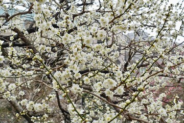 梅の花