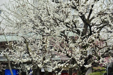 梅の花