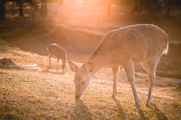 Nara, deer, animal