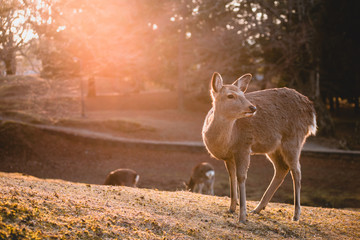 Nara, deer, animal