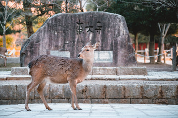 Nara, deer, animal