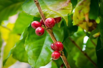 coffee cherry on tree
