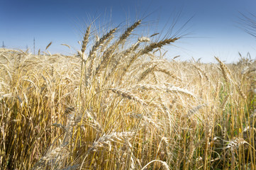 Agricultural background with ripe spikelets of rye in the golden rays of the low sun backlight. Rural scene with limited depth of field.