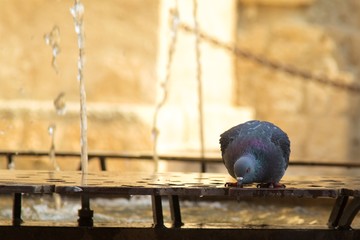 A wild pigeon taking a drink from a public water feature in the Mediterranean sun.