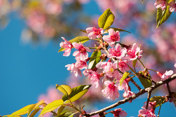 wild himalayan cherry, Prunus Cerasoides tree in Thailand.