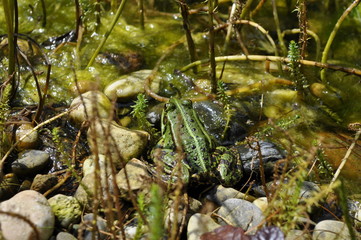 Frosch am Teich