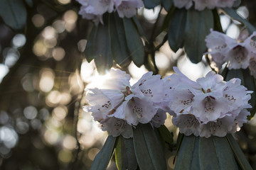 Zarte Rhododendronblüten im Sonnenlicht