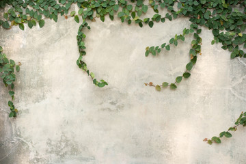 Green Creeper Plant growing on gray cement wall.