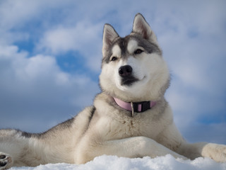 Portrait of a beautiful Husky dog
