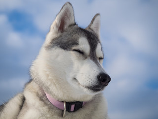 Portrait of a beautiful Husky dog