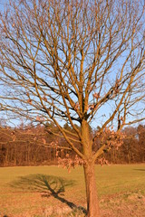 Fototapeta na wymiar Big tree with beautiful landscape on a sunny winter day in Melsungen near Kassel, Germany