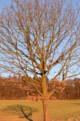 Big tree with beautiful landscape on a sunny winter day in Melsungen near Kassel, Germany