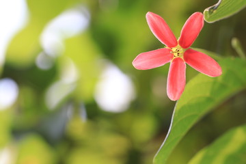 Close up transparency red flower and green background