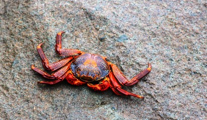 Rote Klippenkrabbe