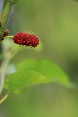 Close up red mulberry and green background