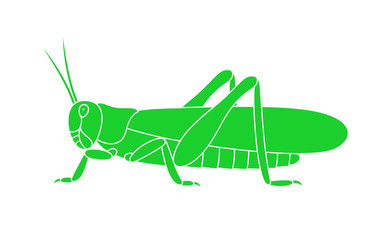 Grasshopper logo. Isolated grasshopper on white background