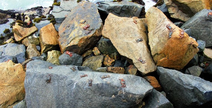 Rote Klippenkrabbe