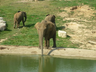 Eléphant