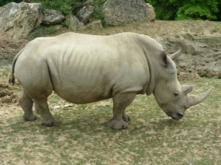 Fototapeta premium Rhinocéros