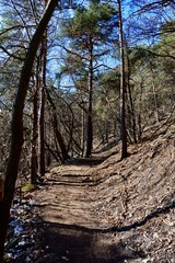 Wald