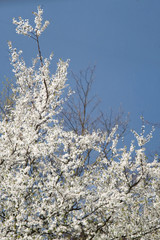 white blooming tree on background of blue sky at spring