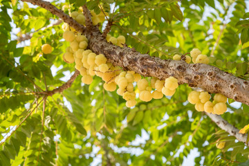 Close up star gooseberry on tree, tropical sour fruit