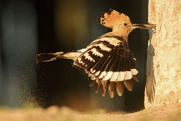 Eurasian Hoopoe - Upupa epops, beautiful orange bird from European forest.