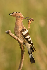 Eurasian Hoopoe - Upupa epops, beautiful orange bird from European forest.