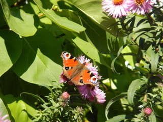 Schmetterling in einer Wiese