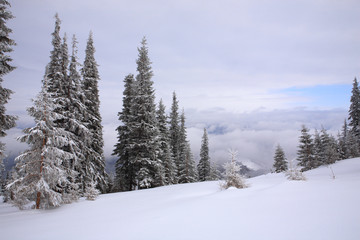 Spruce trees covered with snow and frost.