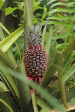 Pineapple in tropics