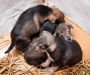 small puppies on a straw mat are pressed against each other, kids are afraid of the unknown