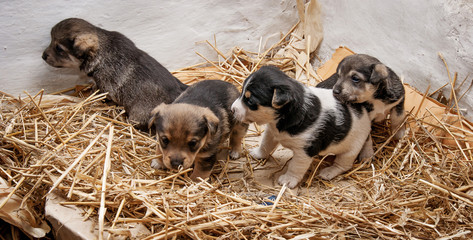  little puppies on  straw mat, kids start to explore the world