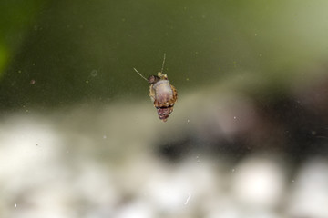 Naklejka premium aquarium snails