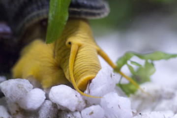 aquarium snail