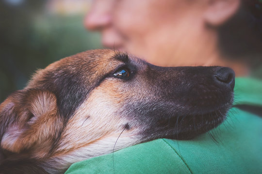 dog clung to  woman's shoulder,  animal expresses joy and devotion